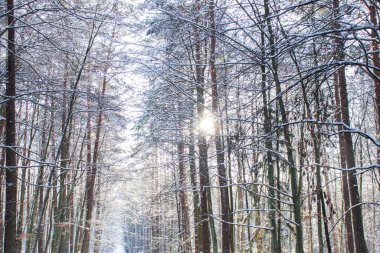 Frosty day in the winter forest. There is snow and sun all around