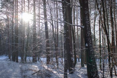 Frosty day in the winter forest. There is snow and sun all around