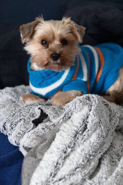 Yorkshire Teriyeri yatakta battaniyenin altında. Yorkshire Teriyer köpek cinsi.