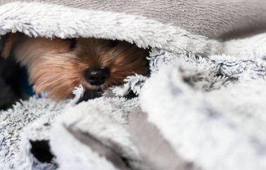 Yorkshire Teriyeri yatakta battaniyenin altında. Yorkshire Teriyer köpek cinsi.