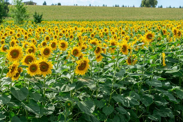 stock image Scenic sunflower field in Hungary