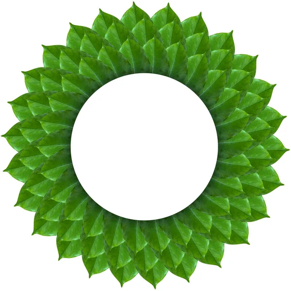 装飾のための葉のフレームの円レイアウト — ストック写真