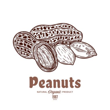 Vektör fıstıklar elle çizilmiş illüstrasyon, fıstık tohumları ve kabuklar