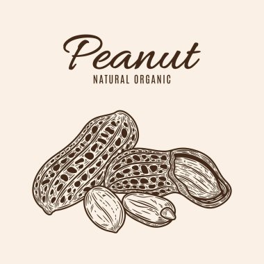Vektör fıstıklar elle çizilmiş illüstrasyon, fıstık tohumları ve kabuklar