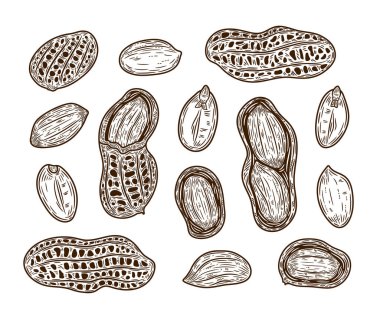 Vektör fıstıklar el yapımı çizimler, fıstık tohumları ve kabuklar.