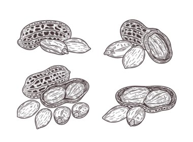 Vektör fıstıklar el yapımı çizimler, fıstık tohumları ve kabuklar.