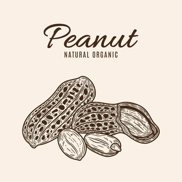 Vektör fıstıklar elle çizilmiş illüstrasyon, fıstık tohumları ve kabuklar