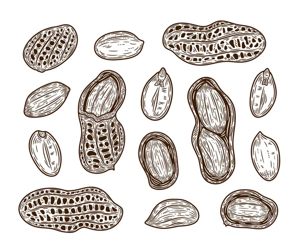 Vektör fıstıklar el yapımı çizimler, fıstık tohumları ve kabuklar.