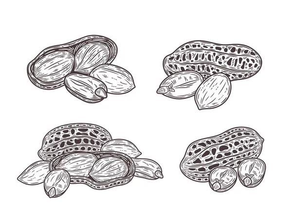 Vektör fıstıklar el yapımı çizimler, fıstık tohumları ve kabuklar.