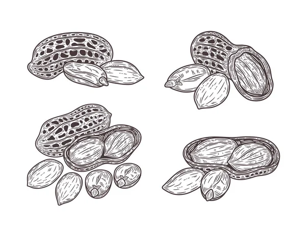 Vektör fıstıklar el yapımı çizimler, fıstık tohumları ve kabuklar.