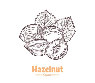 Taşıyıcı fındık elle çizilmiş illüstrasyon, fındık tohumu, kabuk ve yapraklar