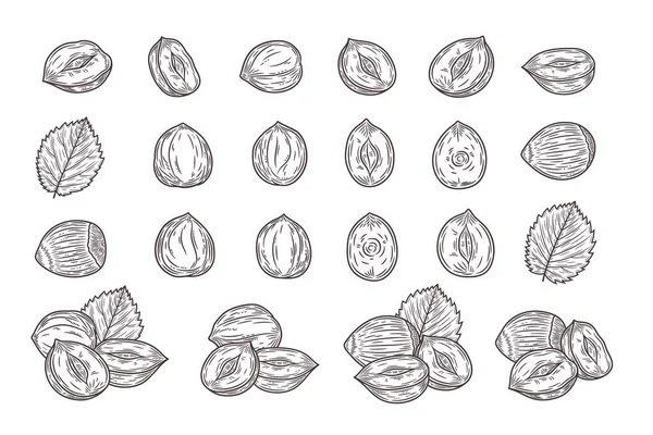 Vector Hazelnut Hand Drawn Illustrations Hazelnut Seeds Shells Leaves — Stock Vector