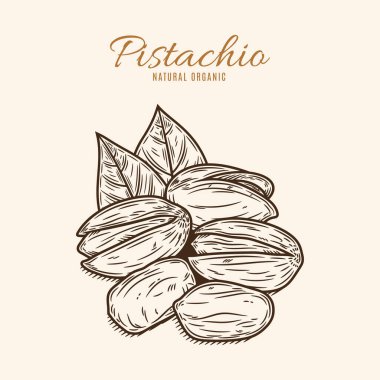 Vector şam fıstığı çizimi. Fıstık çekirdeği, kabuk ve yapraklar