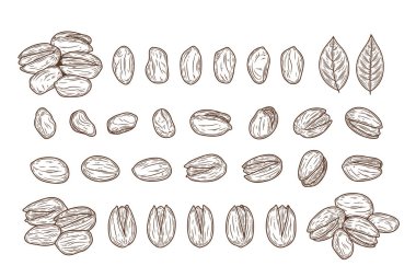 Vector şam fıstığı el yapımı çizimleri, şam fıstığı çekirdekleri, kabuklar ve yapraklar