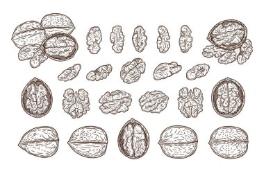 Vector ceviz çizimleri, ceviz çekirdekleri, yarımlar ve kabuklar