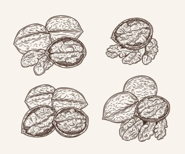 Elle çizilmiş ceviz ağacı çizimi seti. El yapımı ceviz ikonları