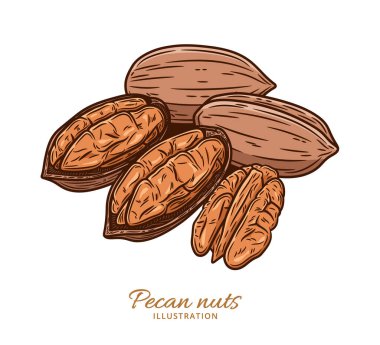 Vektör fındık rengi çizimi. Kabuklu ve cevizli. Ceviz çekirdekleri ve kabukları