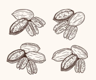 Elle çizilmiş pekan cevizi seti. Kabuklu ve cevizli. Ceviz çekirdekleri ve kabukları