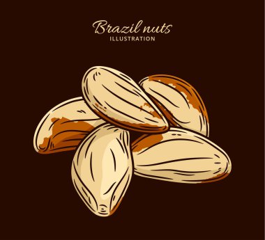 Vektör Brezilya cevizi renkli illüstrasyon, Brezilya fındık çekirdekleri