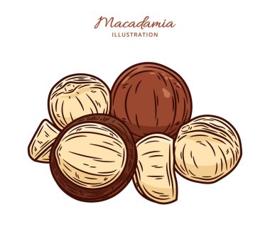 Vektör Macadamia fındık çizimi. Kabuklu ve çatlak Macadamia fındıkları, çekirdekler ve kabuklar.