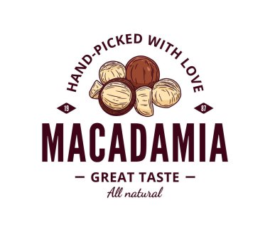 Vektör Macadamia fındık renkli logo. Macadamia fındık çekirdekleri ve kabuk çizimi