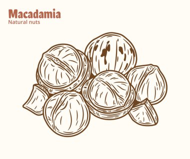 Vektör Macadamia fındık çizimi. Kabuklu ve çatlak Macadamia fındıkları, çekirdekler ve kabuklar.