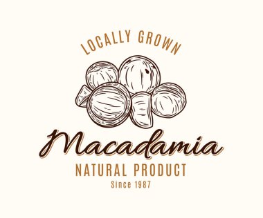 Vektör Macadamia fındık logosu. Macadamia fındık çekirdekleri ve kabuk çizimi