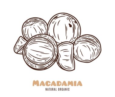 Vektör macadamia fındık elle çizilmiş çizim. Macadamia fındık çekirdekleri ve kabukları