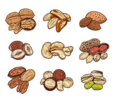 Çeşitli fındıklı rengarenk çizimler, çekirdekler ve kabuklar
