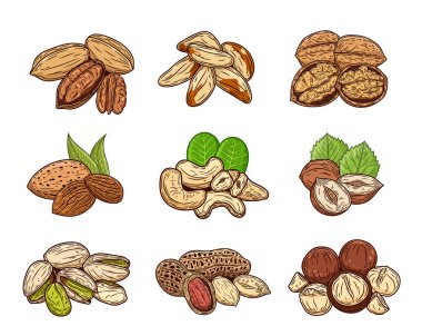 Çeşitli fındıklı rengarenk çizimler, çekirdekler ve kabuklar