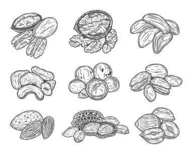 Çeşitli fındıklar elle çizilmiş çizimler, çekirdekler ve kabuklar