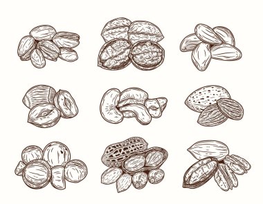 Çeşitli fındıklar elle çizilmiş çizimler, çekirdekler ve kabuklar
