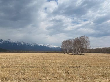 Arkasında dağlar olan yuvarlanan bir buğday tarlasının panoramik görüntüsü