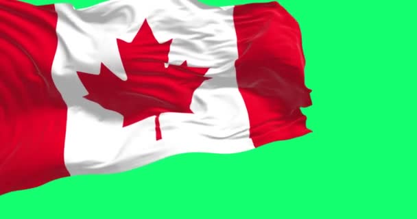 Канадский Национальный Флаг Размахивающий Ветром Изолирован Зеленом Фоне Канада Является — стоковое видео