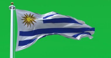 Uruguay bayrağının dalgalanması yeşil arka planda izole edilmiş. 3D canlandırma animasyonu. Yeşil ekran mat. Krom anahtar. Yavaş çekim döngüsü