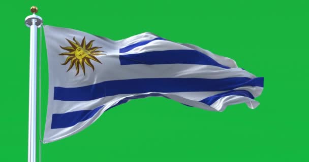 ウルグアイの国旗が緑の背景に孤立してなびく 3Dレンダリングアニメーション 緑色のスクリーンマット クロマキー スローモーションループ — ストック動画