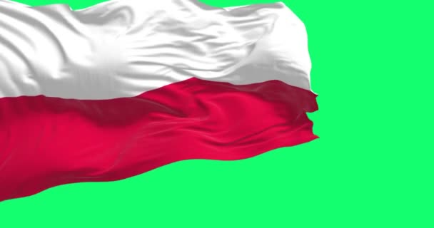 Lengyel Zászló Integet Két Egyenlő Szélességű Vízszintes Csík Felül Fehér — Stock videók