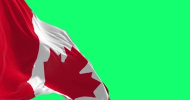 Yeşil arka planda dalgalanan Kanada bayrağı. Beyaz kare ortada ve kırmızı akçaağaç yaprağı. Kusursuz 3D canlandırma animasyonu. Yeşil ekran mat. Alfa kanalı. Krom anahtar. Yavaş çekim döngüsü