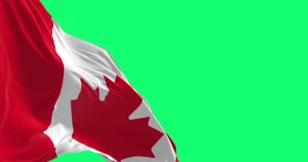 カナダのフラグは緑の背景に手を振る 中央の白い四角形と赤の様式化されたカエデの葉 シームレスな3Dレンダリングアニメーション 緑色のスクリーンマット アルファチャンネル クロマキー スローモーションループ — ストック動画