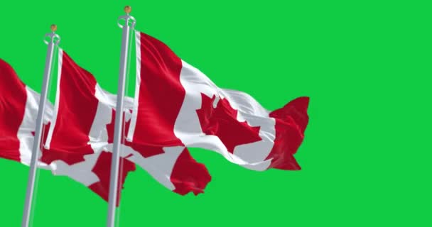 Tre Bandiere Canadesi Sventolano Isolate Sfondo Verde Animazione Rendering Senza — Video Stock