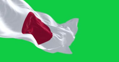 Japonya ulusal bayrağı yeşil arka planda izole bir şekilde dalgalanıyor. Beyaz sahada kırmızı disk. Kusursuz 3D canlandırma animasyonu. Yeşil ekran mat. Alfa kanalı. Krom anahtar. Yavaş çekim döngüsü