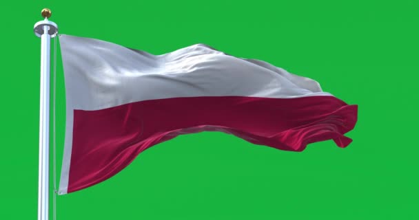 Bandeira Nacional Polônia Acenando Isolada Fundo Verde Duas Riscas Vermelhas — Vídeo de Stock