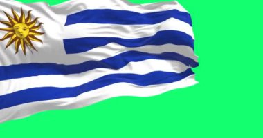 Yeşil arka planda Uruguay ulusal bayrağı sallanıyor. Kusursuz 3D canlandırma animasyonu. Yeşil ekran. Krom anahtar. Yavaş çekim döngüsü. Cinema 4K çözünürlüğü