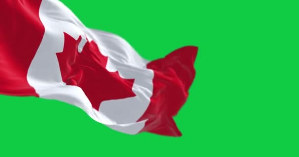 Bandera Nacional Canadá Ondeando Sobre Fondo Verde Cuadrado Blanco Centro — Vídeos de Stock
