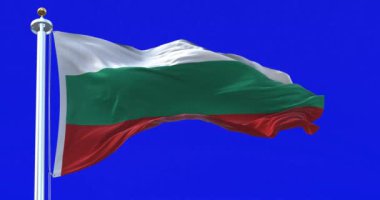 Rüzgarda dalgalanan Bulgar ulusal bayrağı mavi arka planda izole durumda. Bulgaristan bayrağı beyaz-yeşil-kırmızı yatay çizgilerdir. Kusursuz 3D canlandırma animasyonu. Mavi ekran. Krom anahtar. Yavaş çekim döngüsü. 4K