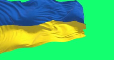Ukrayna 'nın ulusal bayrağı yeşil arka planda izole bir şekilde sallanıyor. İki eşit yatay mavi ve sarı şerit. Kusursuz 3D canlandırma animasyonu. Yeşil ekran. Krom anahtar. Yavaş çekim döngüsü. 4K