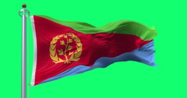 Eritre ulusal bayrağı yeşil ekranda dalgalanıyor. Kırmızı, yeşil ve mavi üçgenler, zeytin dalı ve çelengin altın amblemi. Kusursuz 3D canlandırma animasyonu. Krom anahtar. Alfa kanalı. Yavaş çekim döngüsü. 4K