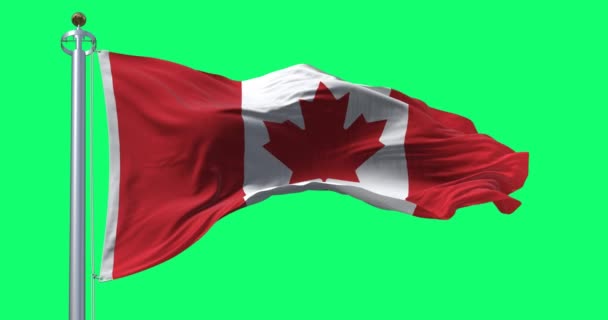 カナダの国旗が緑の背景に浮かんでいる 中央に白い正方形と11ポイントの赤いスタイルのメープルリーフ シームレス3Dレンダリングアニメーション グリーン スクリーン クロマキー スローモーションループ 4Kについて — ストック動画