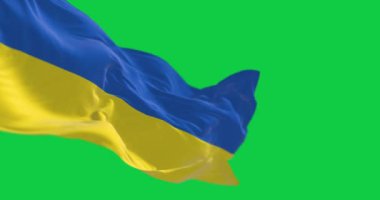 Yeşil ekranda dalgalanan Ukrayna ulusal bayrağının yakın çekimi. İki yatay mavi şerit üstte ve altta sarı şerit. Kusursuz 3D canlandırma animasyonu. Krom anahtar. Yavaş çekim döngüsü. 4 bin. Seçici odak