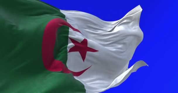 Primo Piano Della Bandiera Nazionale Algerina Sventola Sullo Schermo Blu — Video Stock
